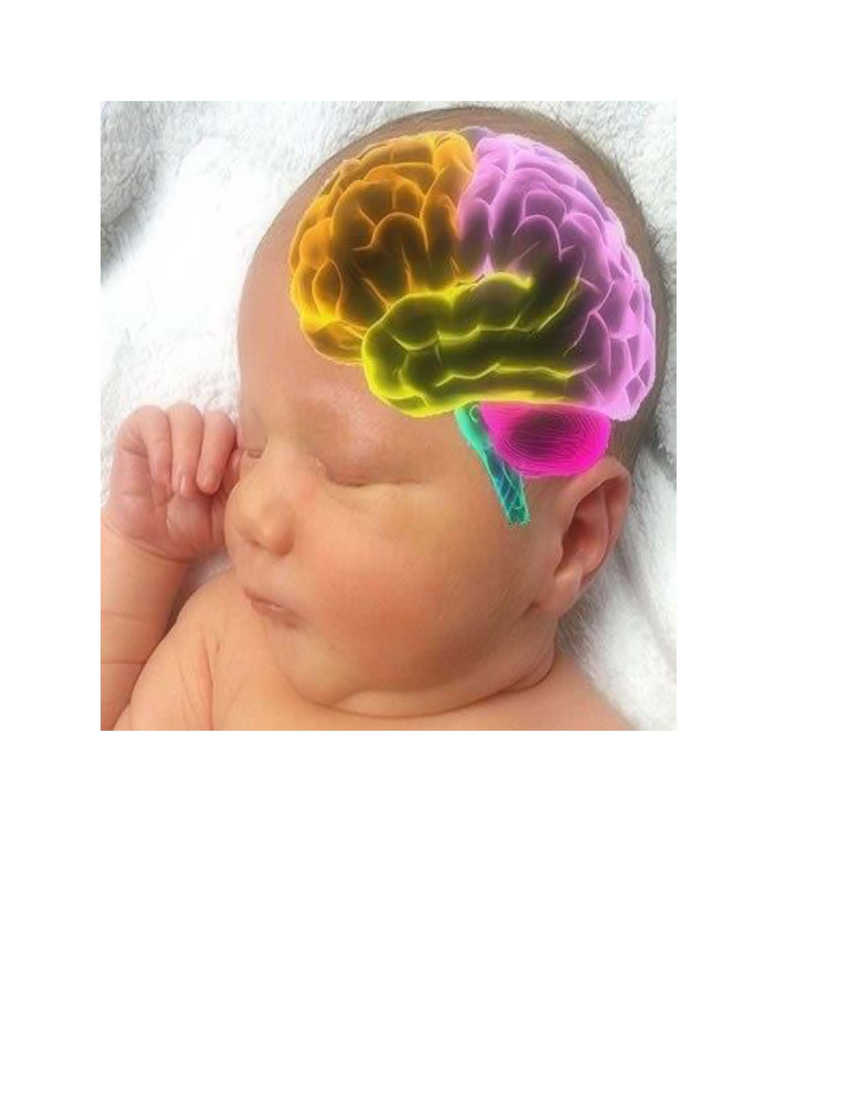 Infant Brain Development 511
